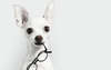 Fotografía profesional blanco perro de raza toy terrier