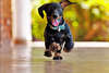Ejecución de perro de raza dachshund imagen brillante