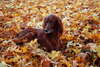 Charming Irish Red Setter with a red tint