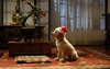 Foto do Natal bonito com labrador pouco doce e encantador da raça do cão.