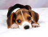 Imprimable chiot Beagle.