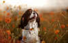 King Charles Spaniel surrounded by flowers.