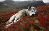 The Siberian Husky is fast asleep in the flowers.