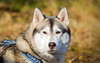 Foto vigilante perro de raza Husky