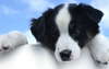 Güzel siyah ve beyaz Border Collie köpek.