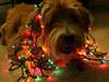 Dog in Christmas garland.