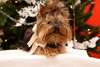 Yorkshire Terrier in dress for the new year 2015.