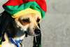 Dog Rastafari.